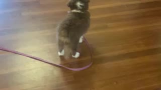 Cute Puppy Learns To Walk Itself