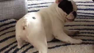 Dog Rolling Around With Tiny Puppy Brothers Is The Cutest Sight
