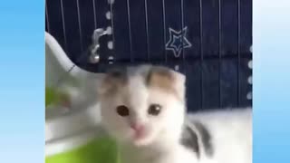 Crazy Funny Cat Video