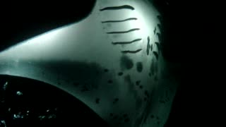 Night dive with Manta in Hawaii