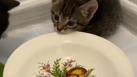 kittens need to eat