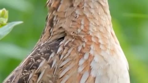 quail singing has a magical call