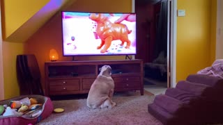 Bulldog Has Specific Reaction To Barbie Commercial
