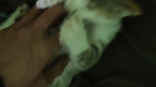 Cute Kitten Peter Loves to Play