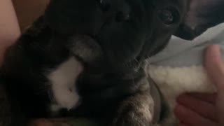 Cute puppy with hiccups