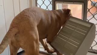Dog Struggles to Fit Box through Doggy Door