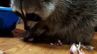 Raccoon is peeling garlic with delicate touch.