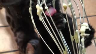 Black Bengal Kitten Clings to Whisk for Yummy Batter