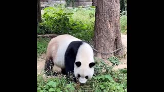 Giant pandas love snacks, lovely animals