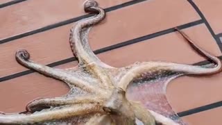 Octopus Slides Away to Freedom