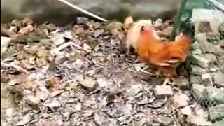 Chicken Against Dog Fight - Funny Dog Fight Videos