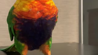 Adorable Rainbow Lorikeet Having a Dance