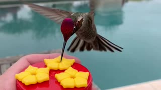 Hummingbird Scratches an Itch