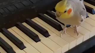 Funny parrot plays piano