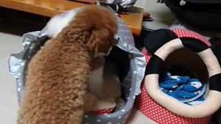 Dogs playing with toys
