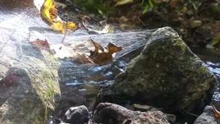 Sounds of Trickling Water Fall Leaves in Spider Web on Windy Autumn Day in Nature Relaxation ASMR