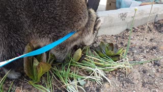 Raccoon managing the lettuce field