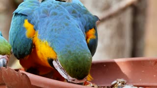 Beautiful parrot and breakfast food