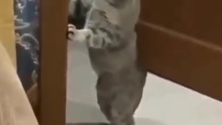 This Cat Does not like Bedroom Drama