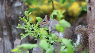 beautiful squirrel playing in nature