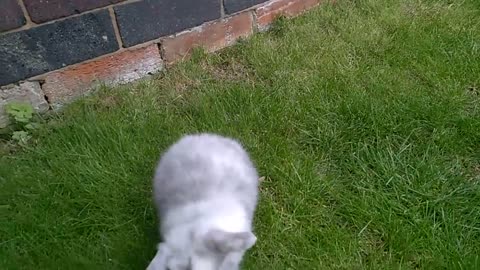 3 Week Old Mini Lop Bunnies on the Grass for the First Time