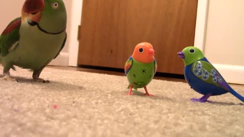 Real birds reaction papagal