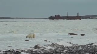 A Polar Bear Proposal!