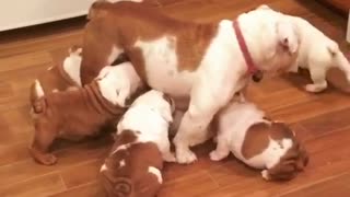 The has to be the most patient mama bulldog ever