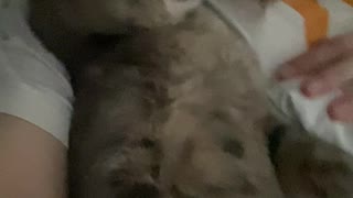 Odd Kitty Sleep Talks During Nap