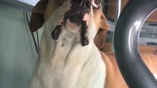 Reflection Makes Dog Question Reality