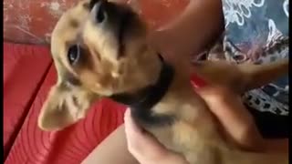 Dramatic Dog Makes Crazy Noise While Being Combed