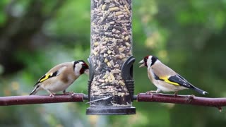 Video of Goldfinches Eating