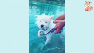 Cute puppies.....Cute puppies....compilation