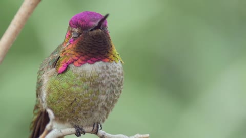 Beautiful hummingbirds show off their breathtaking colors