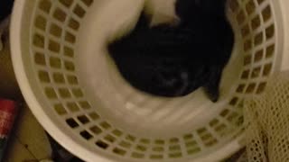 Cute kitty in a laundry basket