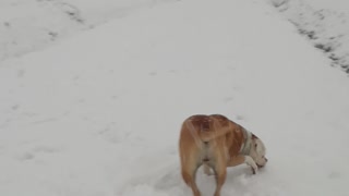 Bonnie sulla neve