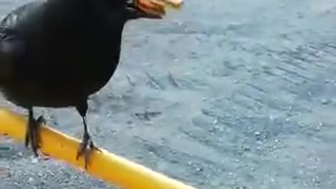 crow and pack of cookies