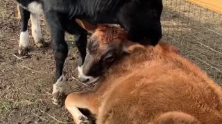 Cow Best Friends Share Incredible Bond