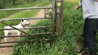 Bull Terrier bamboozled by open-ended gate