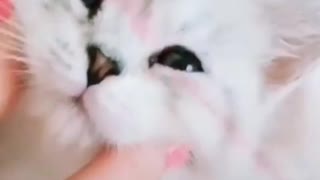 Cute cat gets a weekend massage