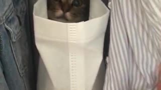 Cat Has A Clever Hiding Spot