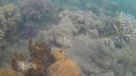 Fish cling to what live coral is left