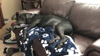 Labrador has intense dreams