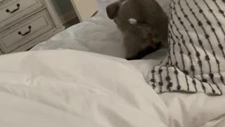 Puppy Leaves Surprise on Owner's Bed