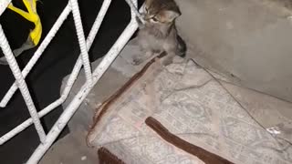 Funny video with cat🐱