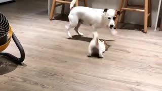 Jack Russell father bonds with newly adopted puppy