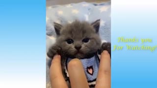 Check Out These Cute and Funny Pets Compilation