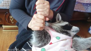 Raccoon takes turns getting a massage from his mother.