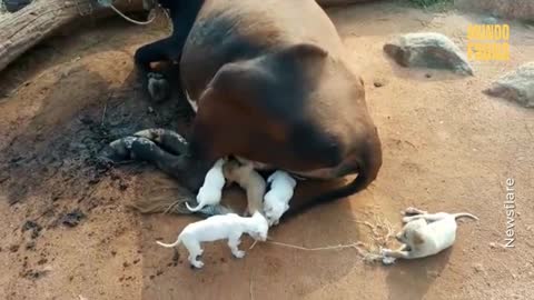 Una vaca adoptó a 7 perritos huérfanos y los amamantó como si fueran sus propios terneros