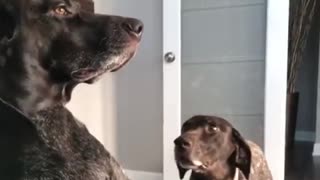 Pointer dog hilariously dismisses other dog's jealous whining